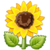 :sunflower: